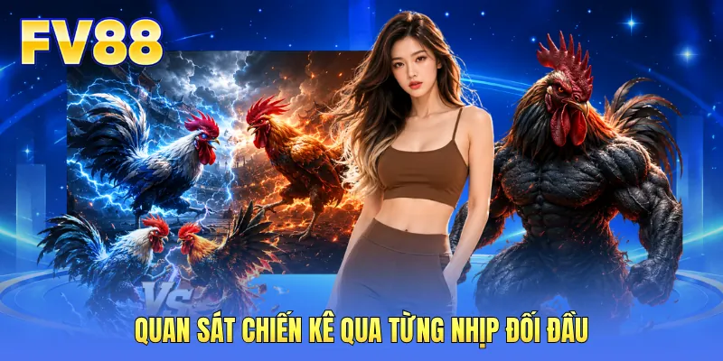 Quan sát chiến kê qua từng nhịp đối đầu
